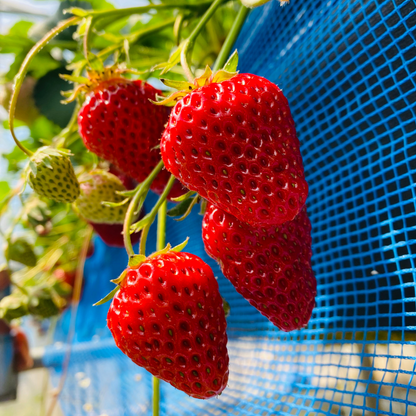 【今季限定】無添加ドライいちご｜しまなみ産・農家直送のご褒美おやつ