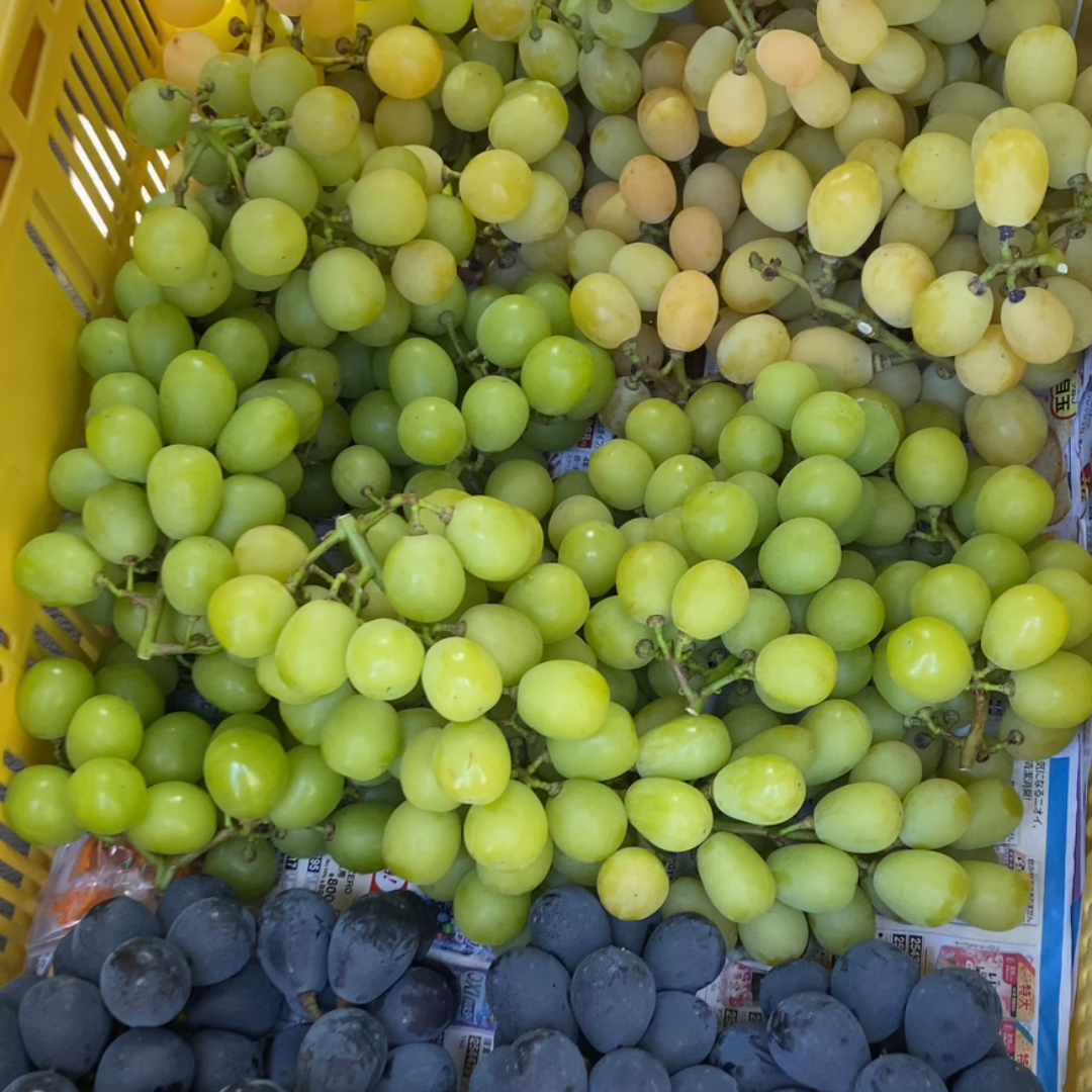 農家直送セミドライぶどう｜自然の甘みを凝縮した贅沢2種の食べ比べ